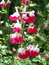 5 SALVIA HOT LIPS plug plants