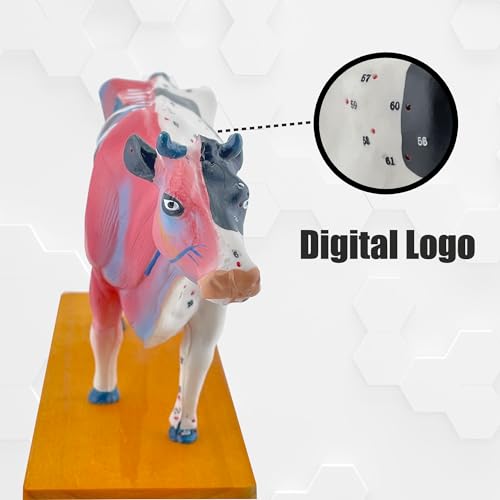 Modèle d'acupuncture en PVC résistant pour retenir les 68 points - 5