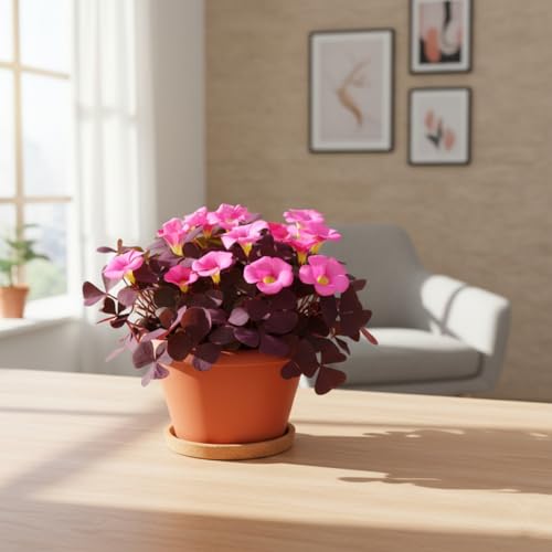12 Purple Shamrock Bulbs Oxalis Triangularis for Planting, Flower Bulbs Indoor Outdoor Year Round Perennial Vibrant Foliage Shamrock Plant Lucky Home Garden Decor - Thumbnail 4