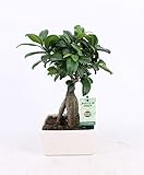 Bei Bakker beschäftigen wir uns ausschließlich mit der Frage, wie wir Ihr grünes Leben in Haus und Garten, auf Terrasse und Balkon schöner und einfacher machen können. Schon mehr als 70 Jahre vertrauen unsere Kunden auf die hervorragende Qualität unseres umfassenden Sortiments an Gartenprodukten. Dies macht Bakker zur Nummer 1 im Versand von Pflanzen in Europa.