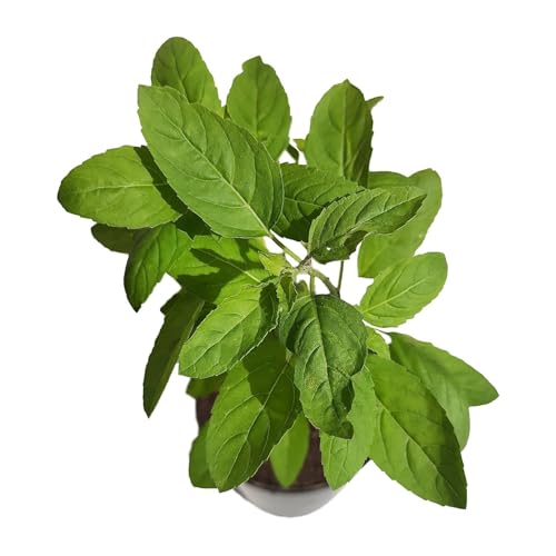 Image of Bigreen Live Rama Tulsi Plant with Pot | Sacred Green Holy Basil for Home Garden & Indoor Decor | Ayurvedic Medicinal Herb | Low-Maintenance, Sun-Loving Live Plant
