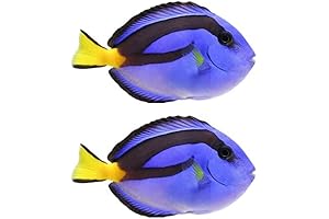 Live Saltwater Tank Fish - Beautiful African Blue Hippo Tangs