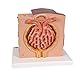 3B Scientific Menschliche Anatomie - MICROanatomy™ Niere + kostenlose Anatomie App - 3B Smart Anatomy