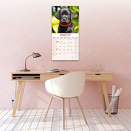 Black Labrador Puppies Calendar 2024 - Image 4