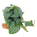 PENIKOKO 爬虫類テラリウム用人工植物 無害樹脂製 明るい色彩 飼育箱装飾用 隠れ家スポット提供 簡単設置可能 多用途水槽インテリア