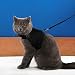 Niteangel 2-Pack of Adjustable Cat Harness with Elastic Leash (M & L, Black)