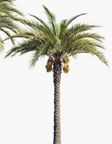 Amazon.co.jp: Phoenix Date Palm Leaf Height 0.7 ft (0.2 m