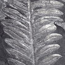Amazon.co.jp: SCIENCE シダ植物化石 Fossil Plants アレソプテリス