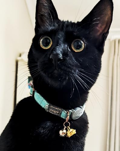 Rogz Urban Katzenhalsband, türkisfarbener Mond mit Sicherheitsschnalle