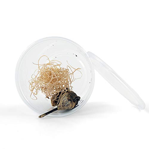 Biologic Company, Inc. Praying Mantis Egg Cases - 2 Extra Large Cases #TOP3