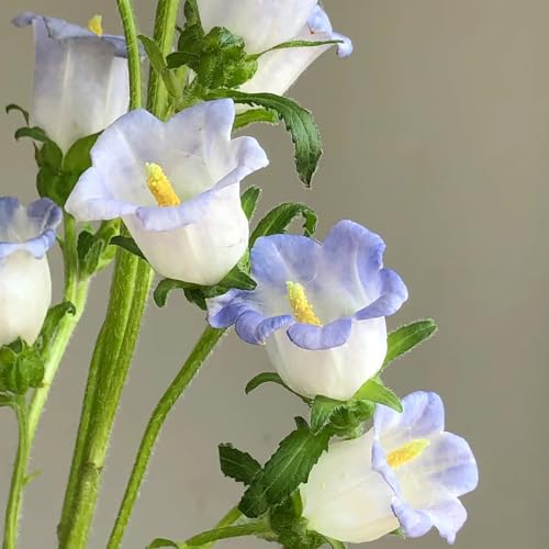 semi di campanula, aiuole rialzate per il giardino tappezzanti, resistenti decorative 350pcs