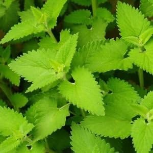 Nuevas semillas frescas de hierba gatera verde 100 piezas Generic