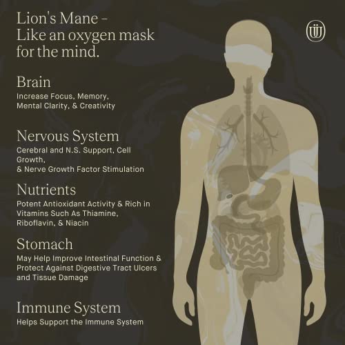 UPHORIC URTH Lions Mane Extract - Double Extracted Fruitbody Mushroom Tincture, Natural Support for Mental Clarity, Brain Function, Memory, Cell Regeneration, Creativity & Mood (240 Servings) - Image 4