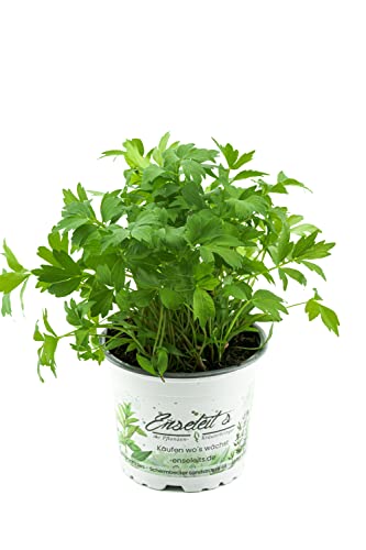 Liebstöckel Pflanze, Levisticum officinale, Maggikraut, frisch für die Küche