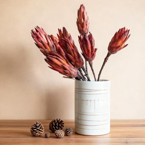 4 tallos de Protea Repens seca natural para decoración miniatura 5