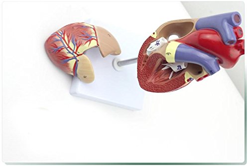 Genuine 1: 1 human heart model B-color ultrasound medical cardiology cardiac anatomy teaching model - Thumbnail 7