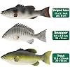 Amazon.com: Gresorth 3 PCS Artificial Mixed Fish Set Fake Food Wall ...