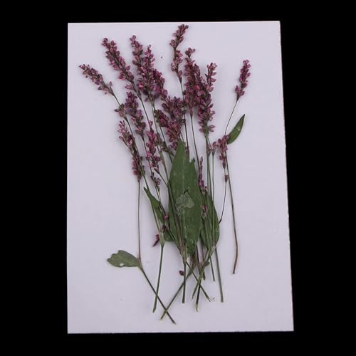 12 piezas flores secas naturales para decoración DIY miniatura 2