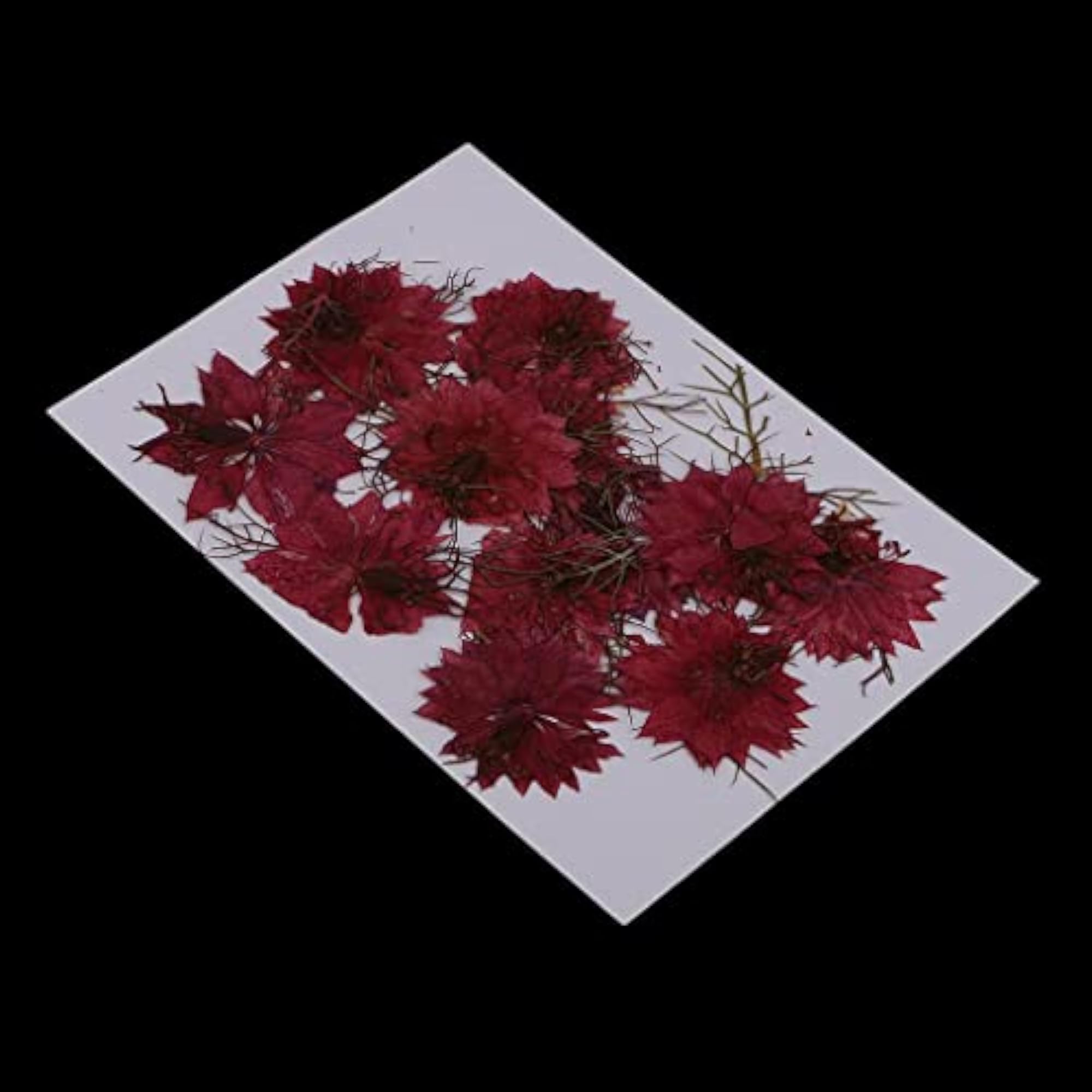 Natural Pressed Real Dried Flower Craft, 3x12 Pieces