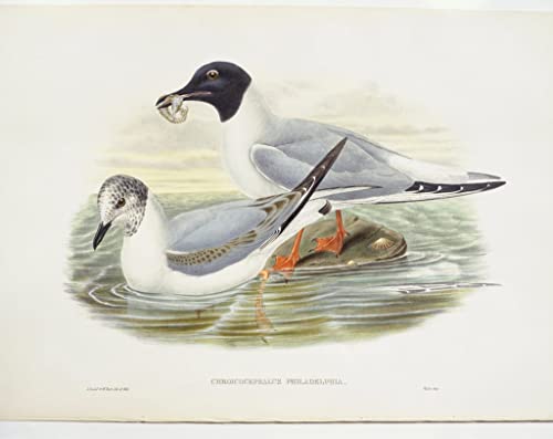 Tableau Bonaparte's Gull vintage de John Gould pour décoration de chambre 60x90cm