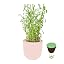 Tarragon