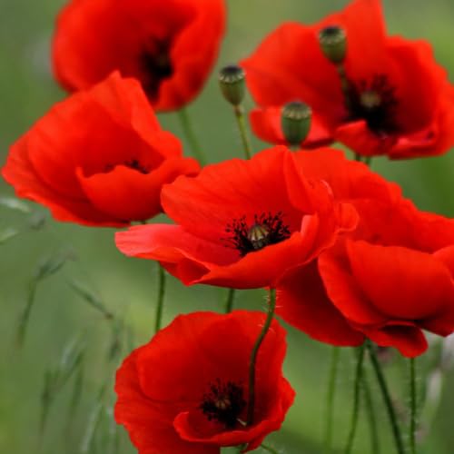 Poppy Hybrid Live Plant Flower Seeds for Home Garden Pack of 50 Seeds (B0CV4GTVYH) Amazon Price History, Amazon Price Tracker