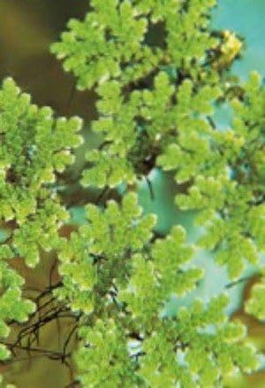 Azolla Fern Seeds Natural Floating Aquarium Greenery for Aquascaping Fish Comfort Pond Management and Organic Resource Development (1300 Healthy Plant Seeds In Packet)-image-18