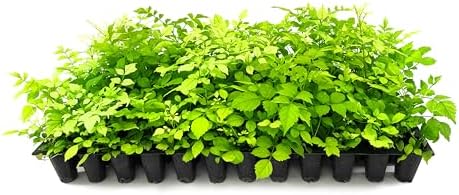 Cape Honeysuckle | 30 Live Plants | Tecomaria Capensis | Birds & Butterfly Attracting Versatile Shrub