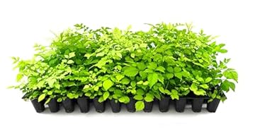 best shrubs for birds and butterflies