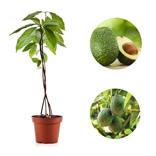Mphmi Live Plant Nursery NCR Live Plants Avocado, Butter Fruit Plant