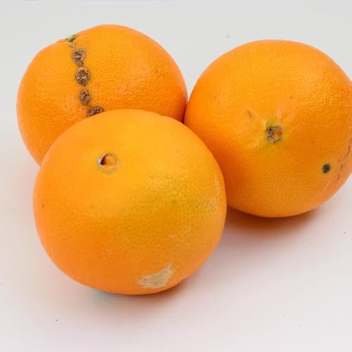 [先行予約]家庭用 ネーブルオレンジ2.5kg+250g(傷み補償分)[光センサー選別][訳あり][IKE41]
