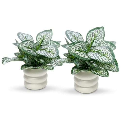 Image of Artificial Fittonia Nerve Plant in White Ceramic Pot, Realistic Faux Potted Desk Plant, Low Maintenance Small Fake Tabletop Greenery for Office, Living Room & Home Decor