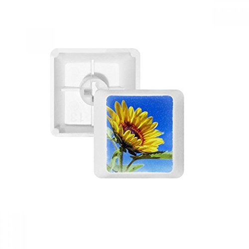 Touche PBT clavier mécanique Tournesol et Ciel Bleu profil OEM R4 sans lettrage multicolore