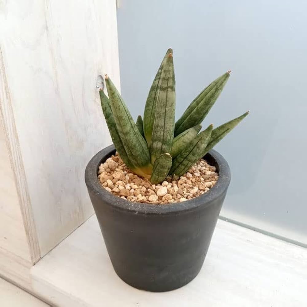 Amazon｜サンセベリア：ヘッジホッグ 3号[稀少なサンスベリア