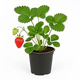 Erdbeere Fragaria x ananassa 'Daroyal' – 3 Pflanzen – frühe französische Premiumsorte mit großen, aromatischen Früchten – winterhart & ertragreich – ideal für Garten & Balkon