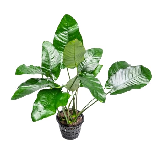 SubstrateSource Anubias Live Aquarium Plants...