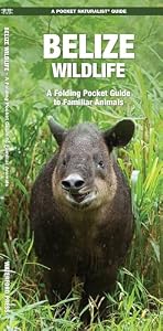 Belize Wildlife: A Folding Pocket Guide to Familiar Animals (Nature Observation International)