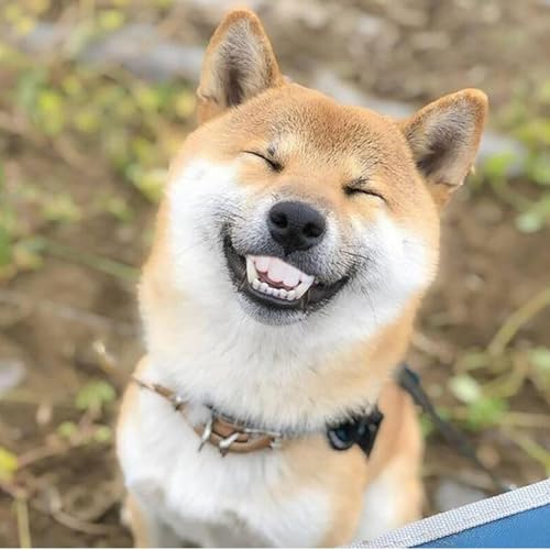 Generisch - Zahnersatz Für Hunde - Lustige Zahnspangen - Kreative, Humorvolle Zahnspangen - Künstliche Zähne - Heimtierbedarf