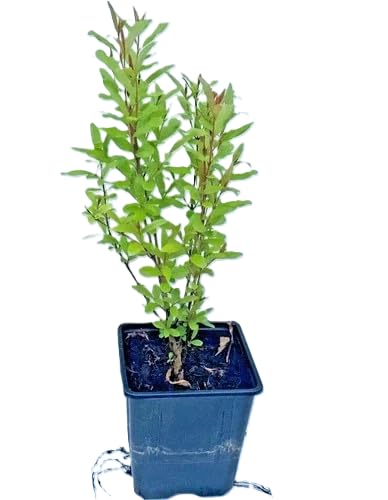 Pomegranate Plant in 9 cm Pot, Punica Granatum Dente di Cavallo Plant