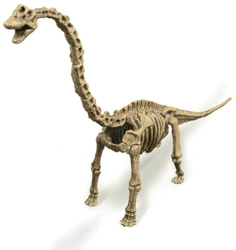 Amazon | ディノエクスカベーション ブラキオサウルス (骨格模型