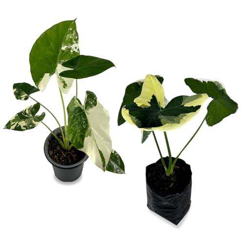 LEAL PLANTS ECUADOR Alocasia Variegated Mickey Mouse x Macrorrhiza (Pack of 2)| Exotic Green Plant | Live Indoor Houseplant | Elephant Ear Houseplant | Green Velvet Alocasia | Velvet Taro Plant