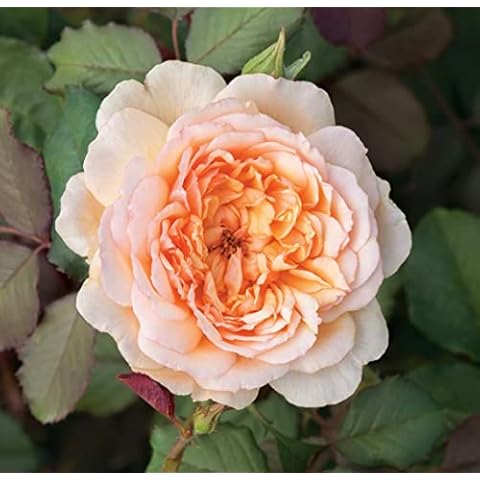 'Audrey' Potted Rose with Apricot Blooms Cover