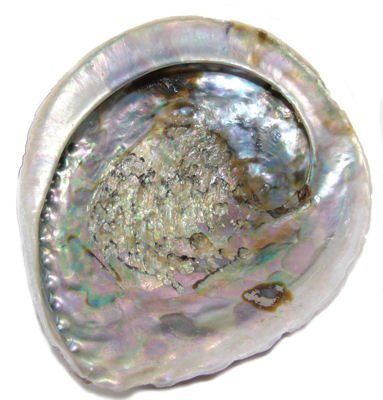 essenceofgaea Abalone Shell