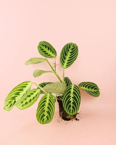 Maranta Lemon Lime | Plantas Naturales Interior | Pur Plant