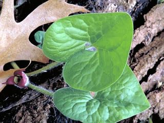 Ten Wild Ginger Roots