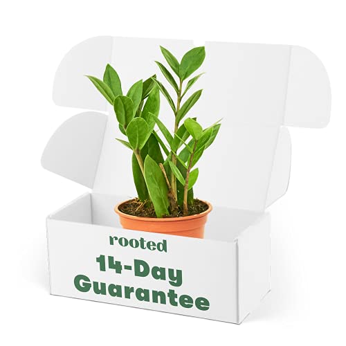 Best Low Maintenance Indoor Plants