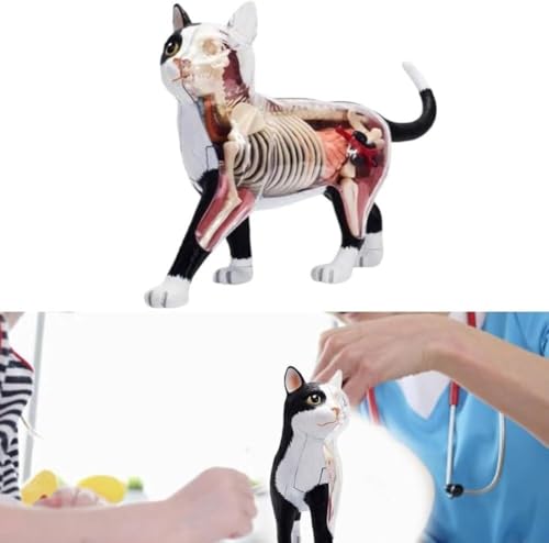 Modèle d'anatomie de chat 4D idéal pour les démonstrations en classe - 3