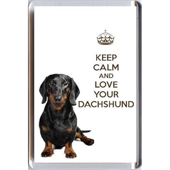 smooth coated dachshund