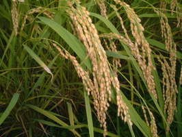 米甚 愛知県弥富市産 伊藤さんのコシヒカリ