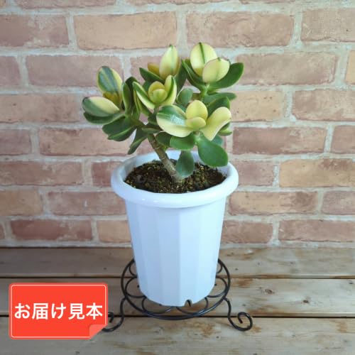 【18年物!!】多肉植物　金のなる木 Amazon｜金のなる木（斑入り）きらめき 6号鉢（直径18cm） 多肉植物